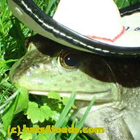 /home//u458753944/public_html/sourcegallery////Frogs/More bullfrogs/P6020103.JPG